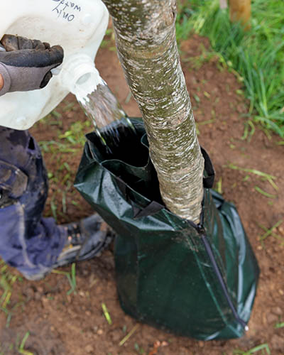 Bevattning vid plantering av träd